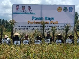 Bupati Halmahera Utara Apresiasi Hasil Panen Raya Padoli dan Penanamanan Perdana Petani di Kao Barat